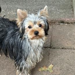 Penny - Blue and gold female Yorkshire Terrier puppy in Portland, Oregon from Bohemian Beauty Yorkshire Terrier