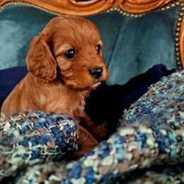 Sarah - Ruby female Cavalier King Charles Spaniel puppy in Watsontown, Pennsylvania from Huntsman Cavaliers