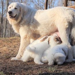 Great Pyrenees and Leonberger Puppies from Easter Acres