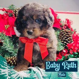 Baby Ruth - Blue merle male Bernedoodle puppy in Beecher, Illinois from Erica’s Doodles