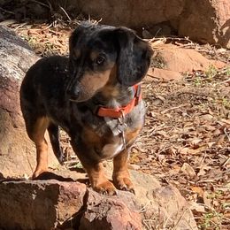 Claire - Dachshund