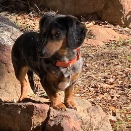 Claire - Dachshund