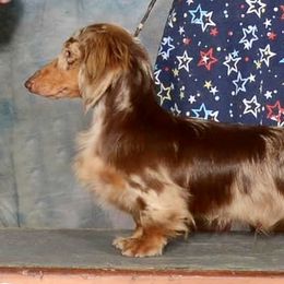 Hero - Dachshund