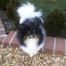 Jazz - Pomeranian