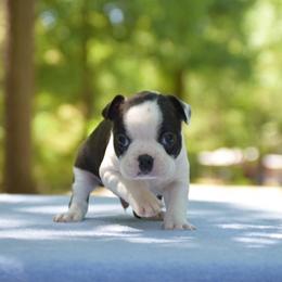 Bruno - Black brindle and white male Boston Terrier puppy in Conyers, Georgia from Dixe Hill Dogs