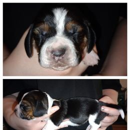 Arthu - Black brown and white male Basset Hound puppy in Highland, Michigan from Dream Hounds of Michigan
