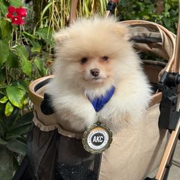 Bear - Cream male Pomeranian puppy in Stockton, California from lunas_poms