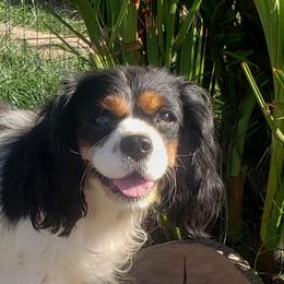 Cleopatra - Cavalier King Charles Spaniel