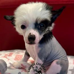 Chinese Crested puppies from Chinese Checkers Chinese Cresteds