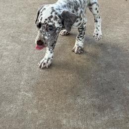 Samantha - White and liver brown female Dalmatian puppy in Fort Cavasos, Texas from Mainstreet Dalmation