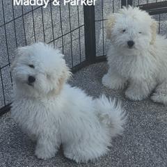 Bolognese and Mudi Puppies from JANUS SHOW DOGS (Mudik & Bolognese)