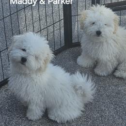 Bolognese and Mudi Puppies from JANUS SHOW DOGS (Mudik & Bolognese)
