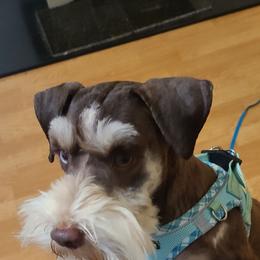 Miniature Schnauzer puppies from Kristy's French Bulldogs & Mini Schnauzers