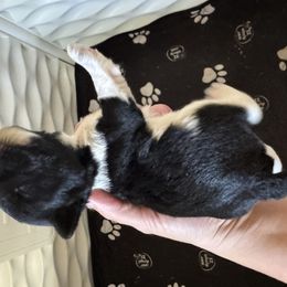 Black Parti Boy - Parti male Miniature Schnauzer puppy in Decatur, Texas from Virgil Farms