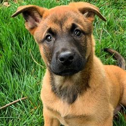 Belgian Malinois from Von-Zito Belgian Malinois
