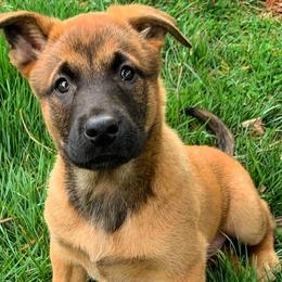 Belgian Malinois from Von-Zito Belgian Malinois