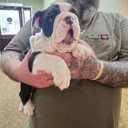 Bulldog Puppies from Sanford and Son Bulldogs