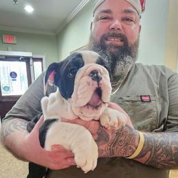 Bulldog Puppies from Sanford and Son Bulldogs