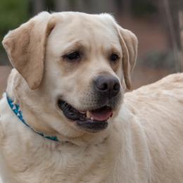 Labrador Retrievers from Hampshire Kennel