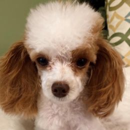 Kane - Poodle