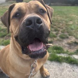 Cane Corso All Grown Up from Ironhide Cane Corso Italiano Kennels