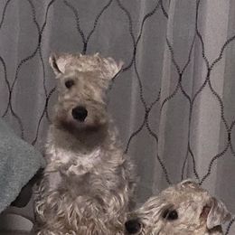 Soft Coated Wheaten Terriers from Mo Cuishle's Wheatens