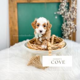 C O V E - Red  male Goldendoodle puppy in Cedar City, Utah from Cedar Doodles- Home of the Teddybear Goldendoodle