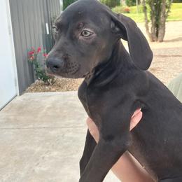 Mave - Black female Catahoula Leopard Dog puppy in Slaton, Texas from M5 Catahoulas