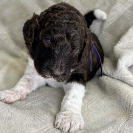 Relic - Purple Collar - Parti male Poodle puppy in Monroe, North Carolina from The Klepper Homestead