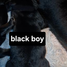 Boy 1 - Black and mahogany male Rottweiler puppy in De Witt, Iowa from Irish Eyes Kennels