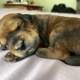 Nutmeg - Brown female Whoodle puppy in Concord, North Carolina from RockyRiverDoodles