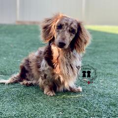 Moose - Dachshund