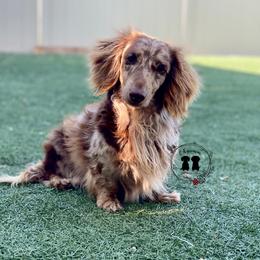 Moose - Dachshund