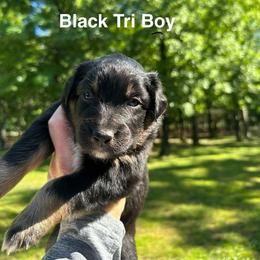 AKC Onyx - Black tri-color male Australian Shepherd puppy in Prairie Grove, Arkansas from IQ Farms