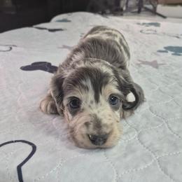 Rocky - Blue and tan male Dachshund puppy in Randolph, Texas from Spindle's Little Treasures