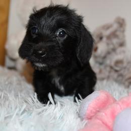 Girl 2 - Black female Dachshund puppy in Craig, Colorado from Rocky Mountain Shih Tzus and Dry Creek Miniature Dachshunds