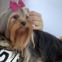 Taffy - Yorkshire Terrier