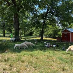 Border Collie and Maremma Sheepdog Puppies from 2J 2K Border Collies & Maremma Sheepdogs
