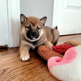 Shiba Inu Puppies from Veronika's Shiba Inus