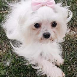 Maltese from Little Loma Maltese