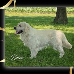 Ruger - Golden Retriever