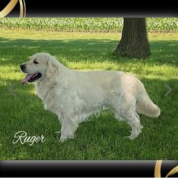 Ruger - Golden Retriever