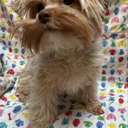 Greta - Yorkshire Terrier