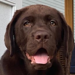 Labrador Retrievers from Barefoot Family Labs