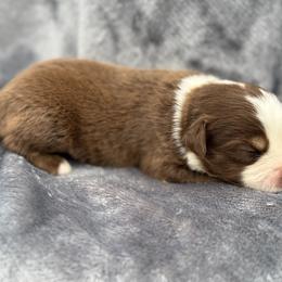 Lucy - Red tri female Toy Australian Shepherd puppy in Ambrose, Georgia from Brandilyn's Aussies