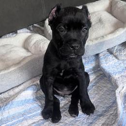 Brindle - Black brindle female Cane Corso puppy in Haslet, Texas from Trained To Go Corso Kennels (T.T.G. Corso Kennels)
