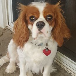 Daisy - Cavalier King Charles Spaniel