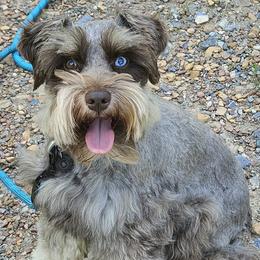 SPADE - Miniature Schnauzer