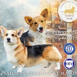 Pembroke Welsh Corgi puppies from North Star Pembroke Welsh Corgi's