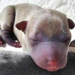 KnockOut - Blue fawn male Italian Greyhound puppy in Cadwell, Georgia from All The DoDa Day Italian Greyhounds